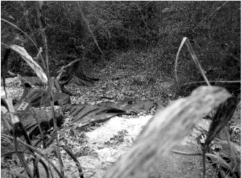 East Side of Site