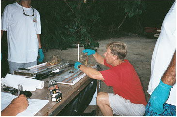 Picture 17. Measuring Conch Length