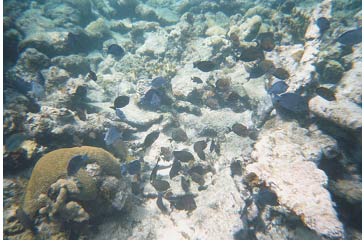 Picture 27. Fish around Coral Reef