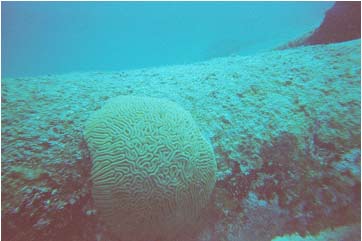 Picture 26. Coral on Sunken Navy Target Vessel