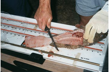 Picture 16. Filleting Fish