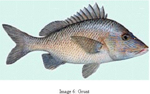 image 6 photo of fish common name grunt
