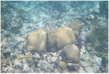 Picture 23. Hard Coral
