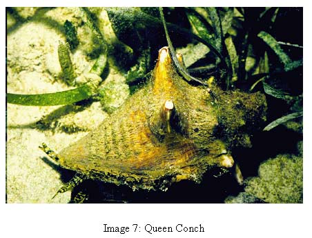image 7 photo of queen conch