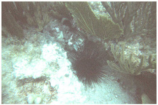 Picture 21. Sea Urchin