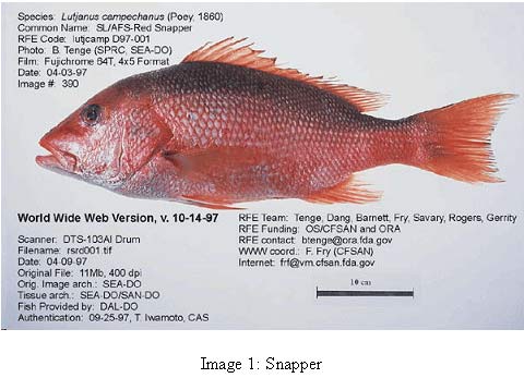 image 1 photo of fish common name snapper