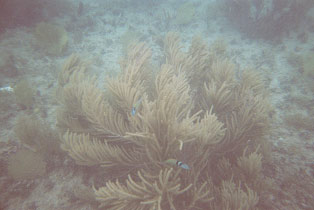 Picture 24. Soft Coral