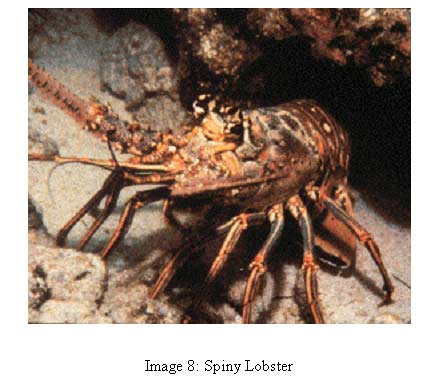 image 8 photo of spiny lobster
