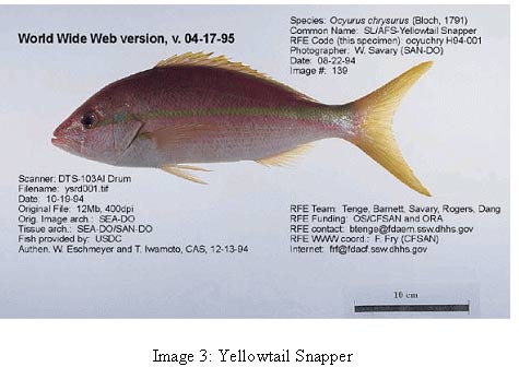 image 3 photo of fish common name yellow tail snapper