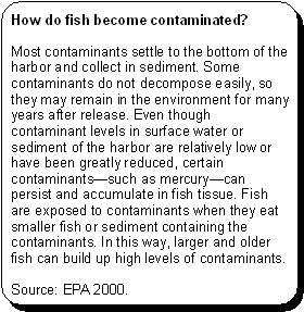 How do fish become contaminated? -- Most contaminants settle to the bottom of the harbor and collect in sediment. Some contaminants do not decompose easily, so they may remain in the environment for many years after release. Even though contaminant levels in surface water or sediment of the harbor are relatively low or have been greatly reduced, certain contaminants—such as mercury—can persist and accumulate in fish tissue. Fish are exposed to contaminants when they eat smaller fish or sediment containing the contaminants. In this way, larger and older fish can build up high levels of contaminants. -- Source: EPA 2000.