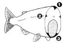 fish illustration