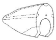 fish illustration