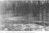 Conservation Land adjacent to the Assabet River