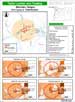 Basic Demographics Map