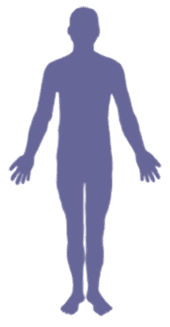 Silueta del cuerpo humano con sistemas de &oacute;rganos