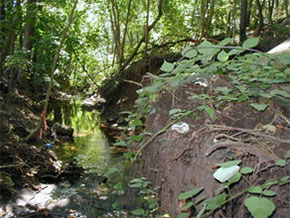 Prior manufacturing and disposal activities left ACM along the Wissahickon Creek, on the stream banks, and along adjacent trails.