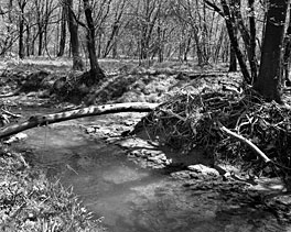 Photo of East Fork Poplar Creek