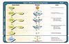 Figure 4. ATSDR Chemical Screening Process