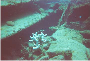 Picture 25. Coral on Sunken Navy Target Vessel
