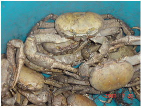 Picture 20. Land Crabs