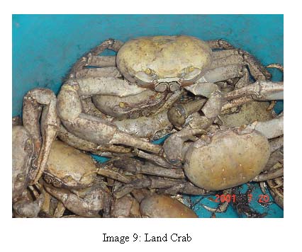 image 9 photo of land crab