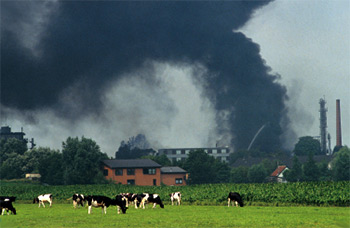 A large industrial fire billows smoke into the air near grazing cows.