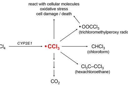 metabolic fates of CCI3