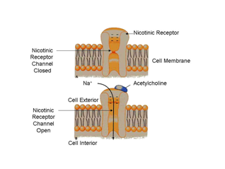 nicotinic receptor