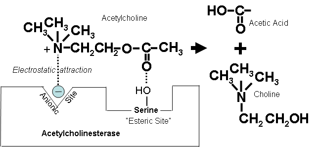 nitrogen in the acetylcholine molecule 