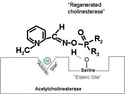 Regenerated cholinesterase