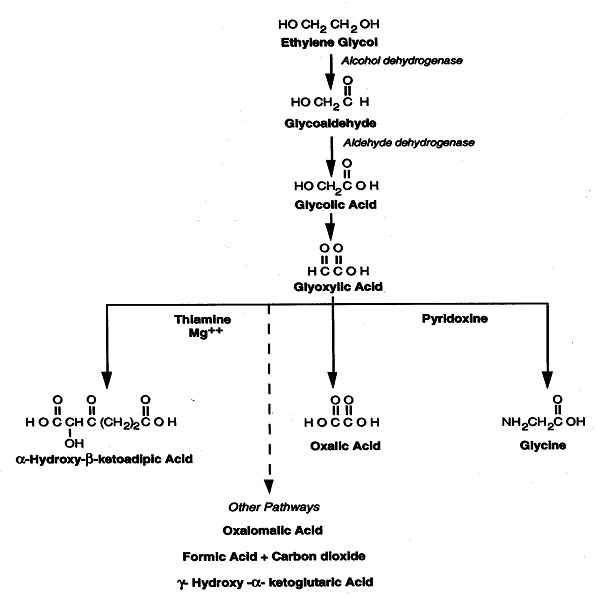 Ethylene Glycol Metabolism