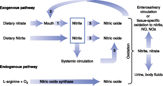 schematic diagram of the physiologic disposition of nitrate, nitrite, and nitric oxide (NO) 