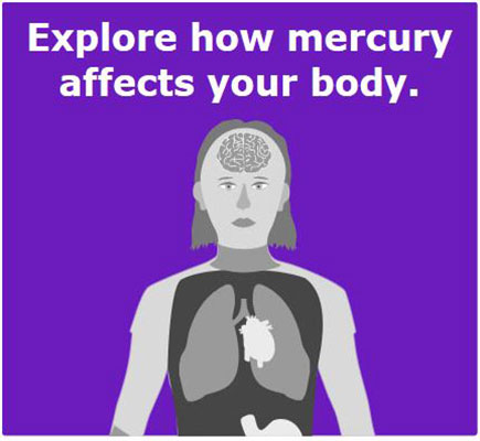 Explore how mercury affects your body