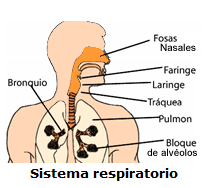 Sistema Respiratorio Sistema Respiratorio