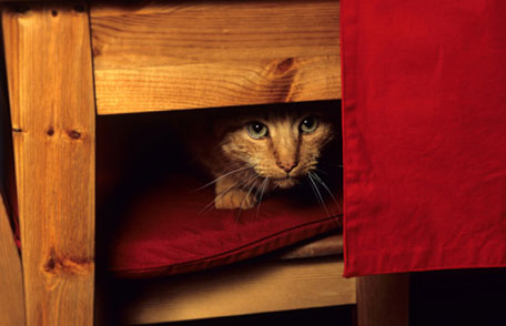 Un gato atigrado naranja asomando la cabeza por debajo de algunos muebles.