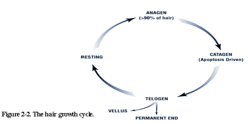 figure 2-2.  The hair growth cycle