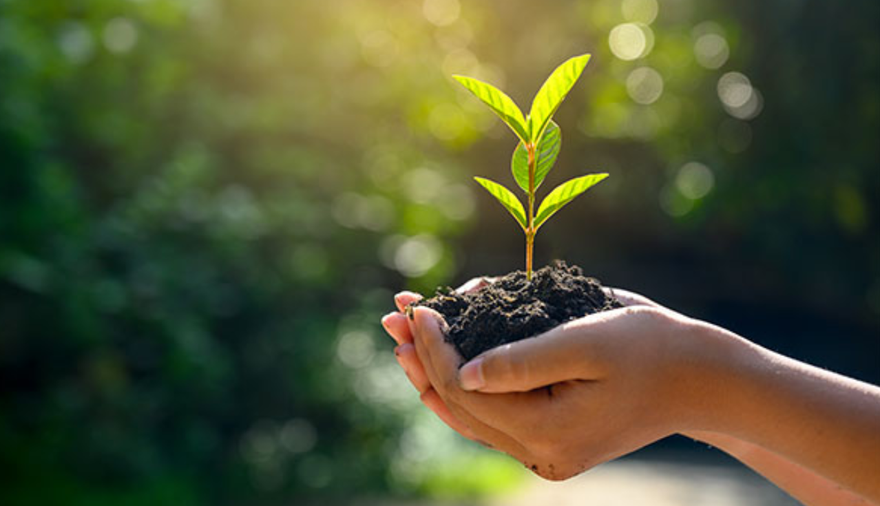 hands holding plant hands holding dirt with a plant growing out of it