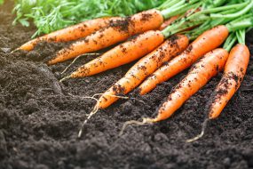 Several carrots laying in soil