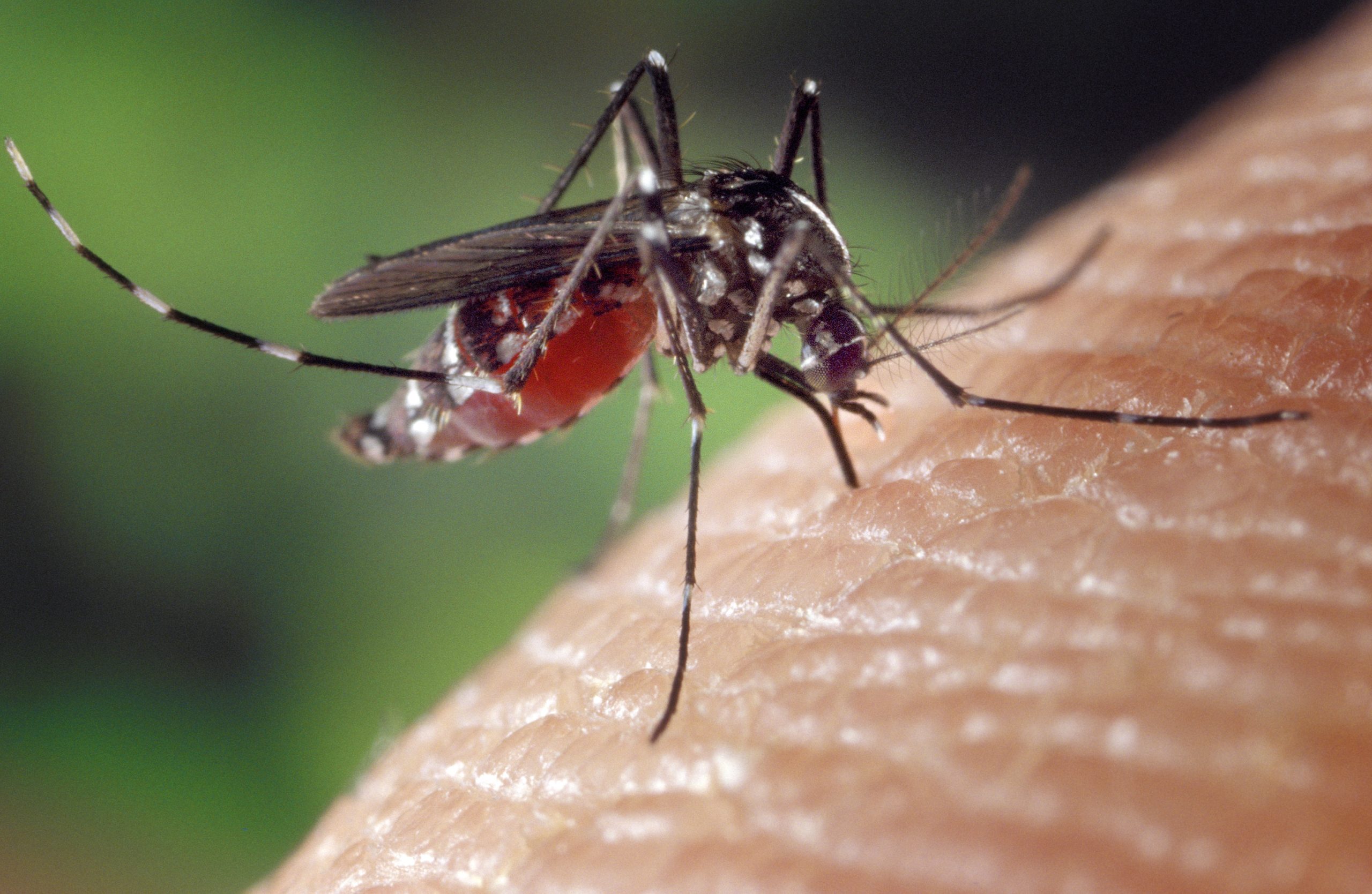 Decorative image of mosquito on a person's skin