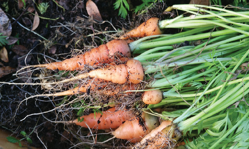 Carrots just pulled from the ground