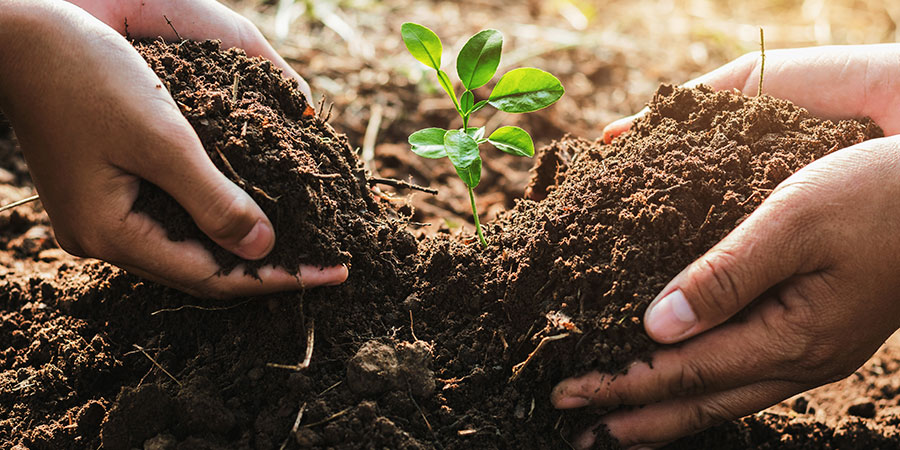 Close up of two hands planting a small tree in garden.