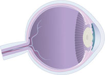 Ocular System